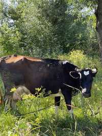 Корова  степової породи
