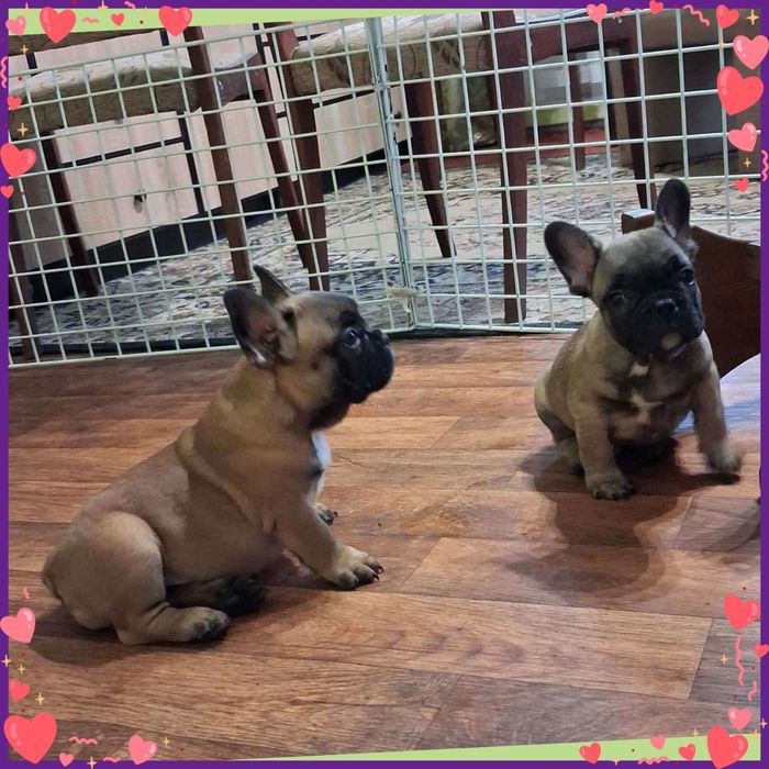 Чарівні бутузики