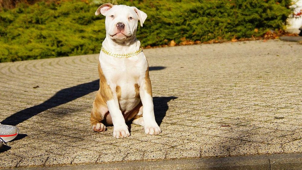 Louis, szczeniak Amstaff, białogłowy samczyk z rodowodem