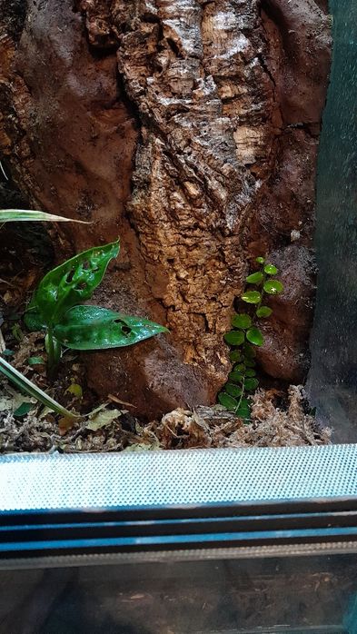 Terrarium 45x45x80 bioaktywne gekon uszaty orzęsiony