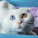 Котя, около 1 года, СРОЧНО нужен дом и любящий человек