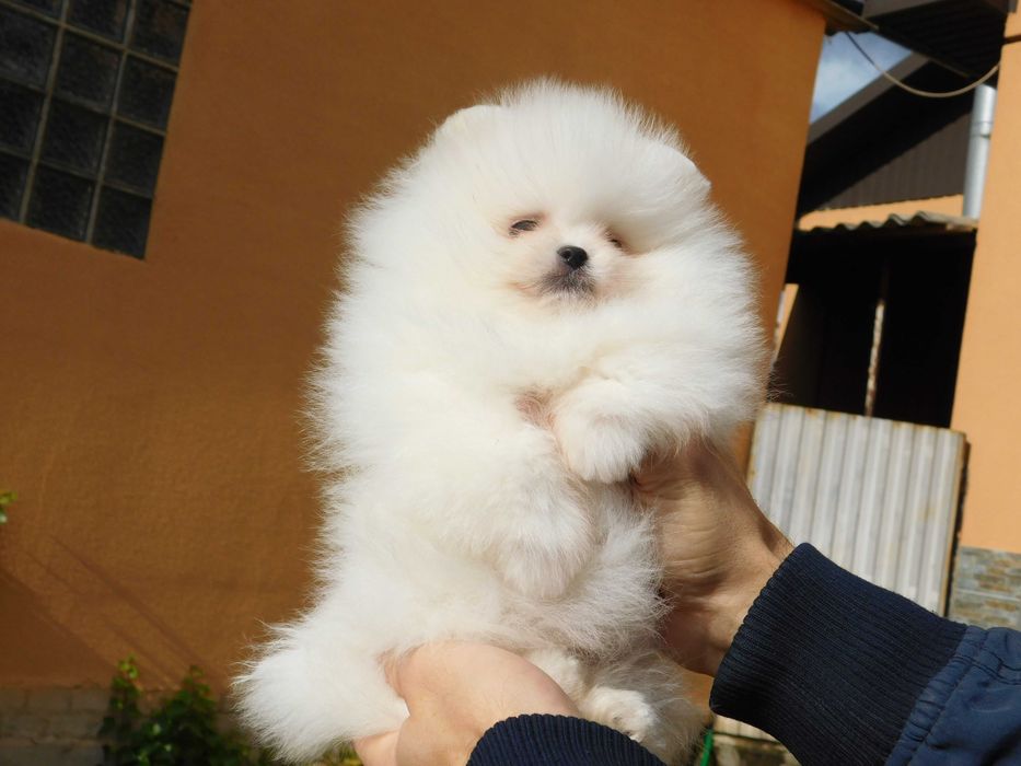 Міні хлопчик померанського шпіца, тип мішка