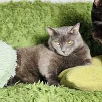 Соломон - русская голубая кошка, привит, стерилизован