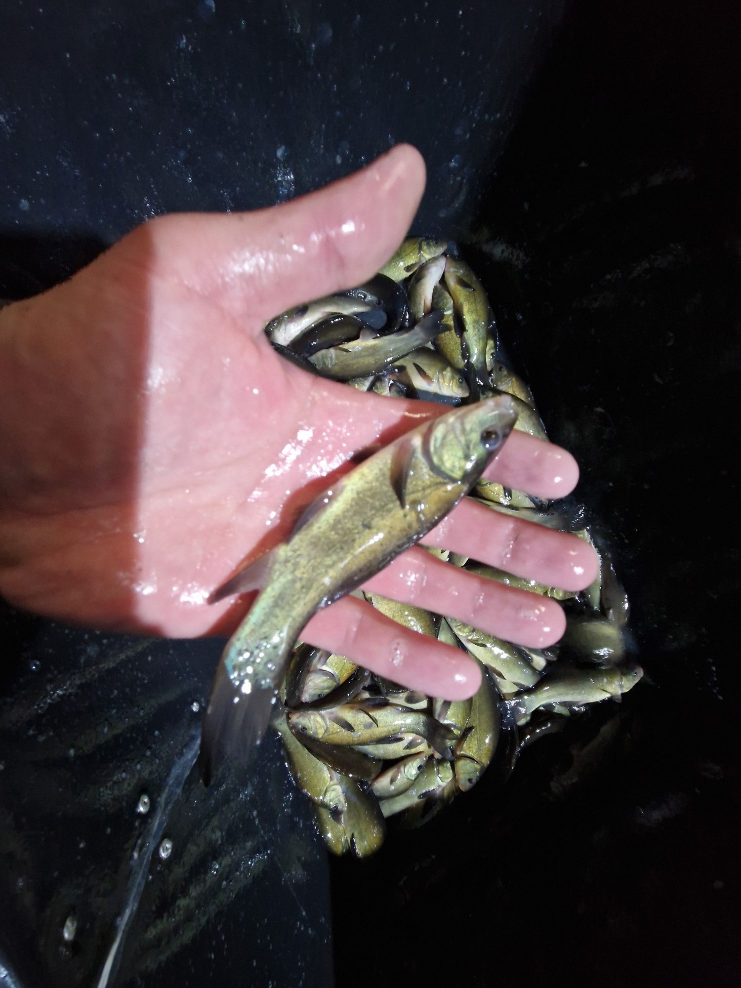 Karp Narybek kroczek Lin Karaś Wysyłka  Dowóz