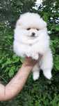 Chlopak Szpic miniaturowy pomeranian