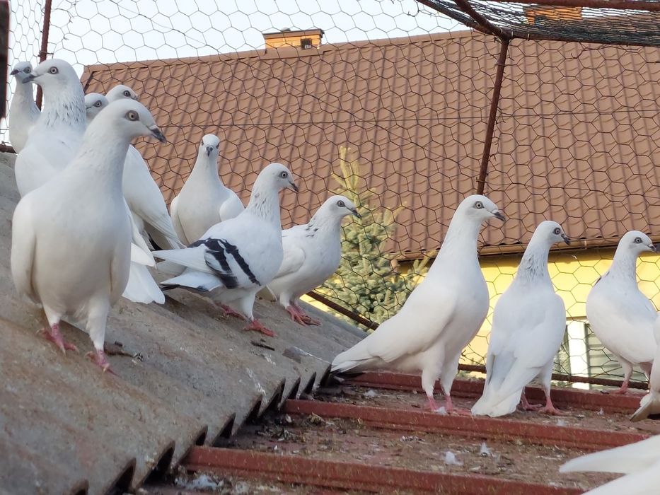 Gołębie jasne srebrniaki lot