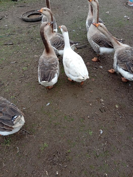 Продають  домашні гуси.