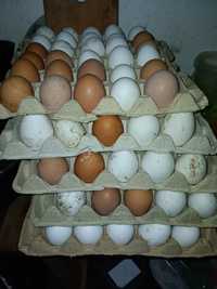 Яйце куряче харчове домашнє