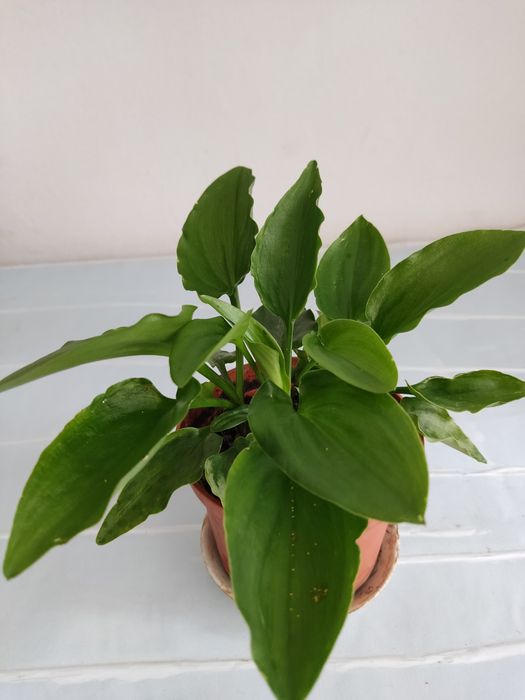 Вазони дріміопсис плямистий