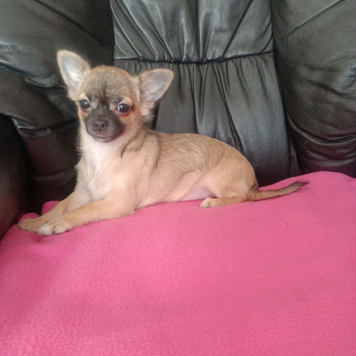 Chihuahua śliczna długowłosa dziewczynka do odbioru