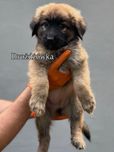 Drożdżówka - sunia szczeniak szuka domu/ do adopcji