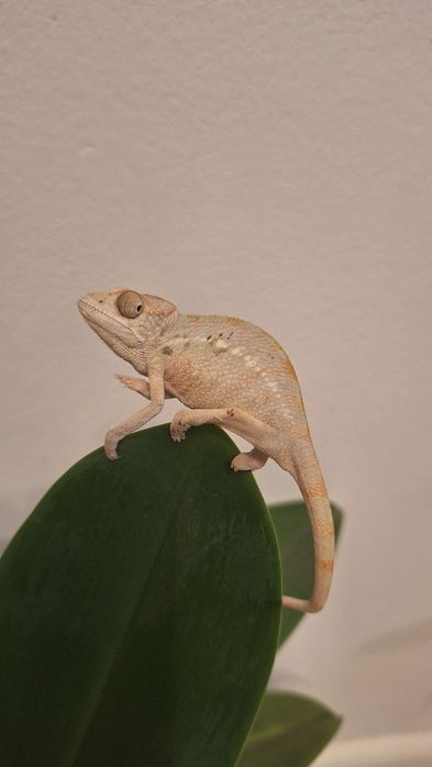 Kamelon lamparci