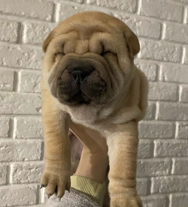 Продам плюшевих бешкетників