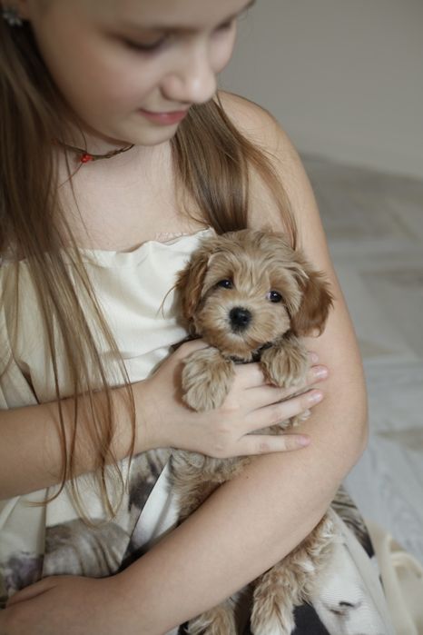 Мальтіпу міні дівчинка ф1, мини девочка мальтипу, mini maltipoo f1