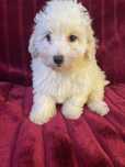 Caniche menina mini