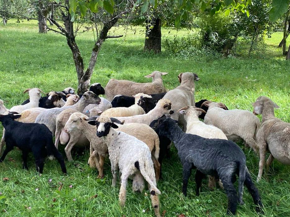 Ягнята, вівці, баранчики. Продам (до року)