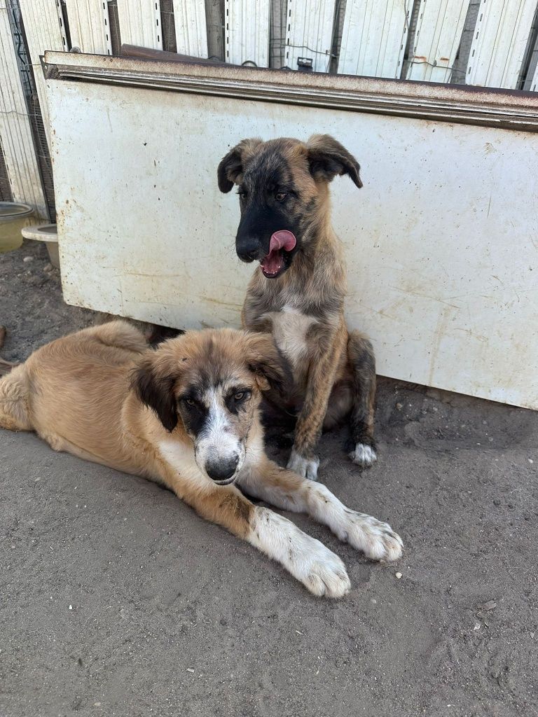 Cachorros rafeiro alentejano para doação