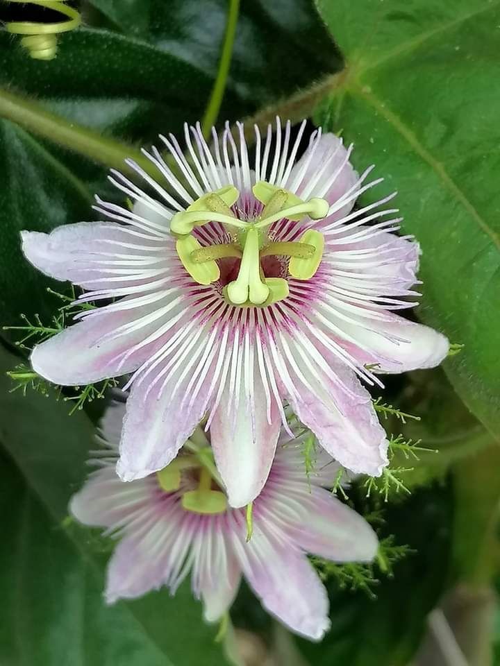 Plantas de   Maracujá Foetida