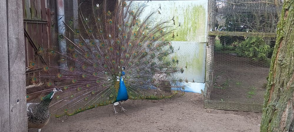 Paw pawie niebieskie bialookie dorosle 1+3