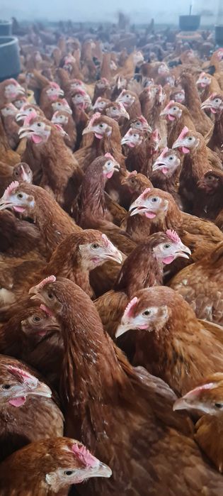 Kury nioski Rosa Messa Tetra Dominant ISA Lohmann Sendi ! Zapraszam !