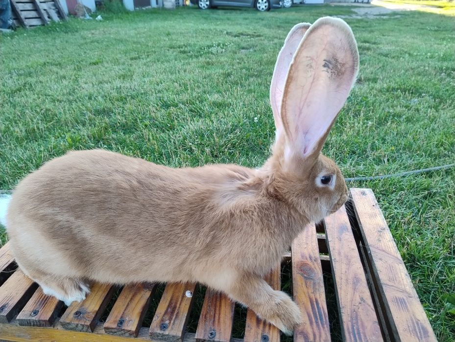 Belgijski Olbrzym Żółty BOŻ