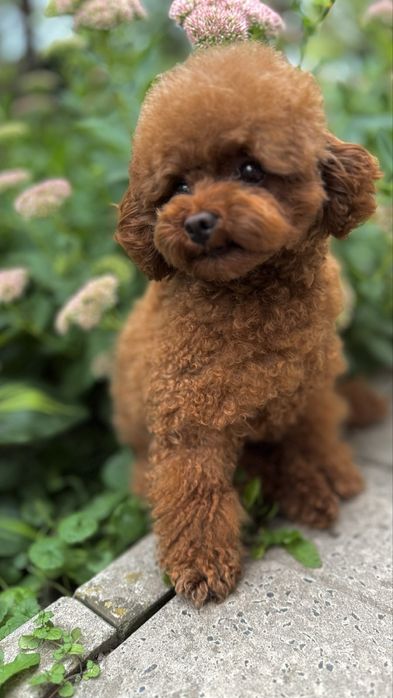 Вязка той пудель