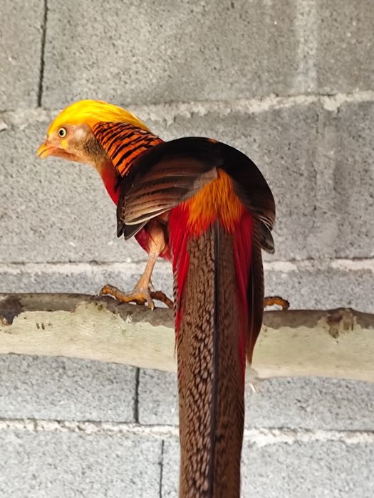 Faisões puros de boas origens
