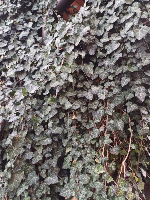 Обмін плющ вічнозелений