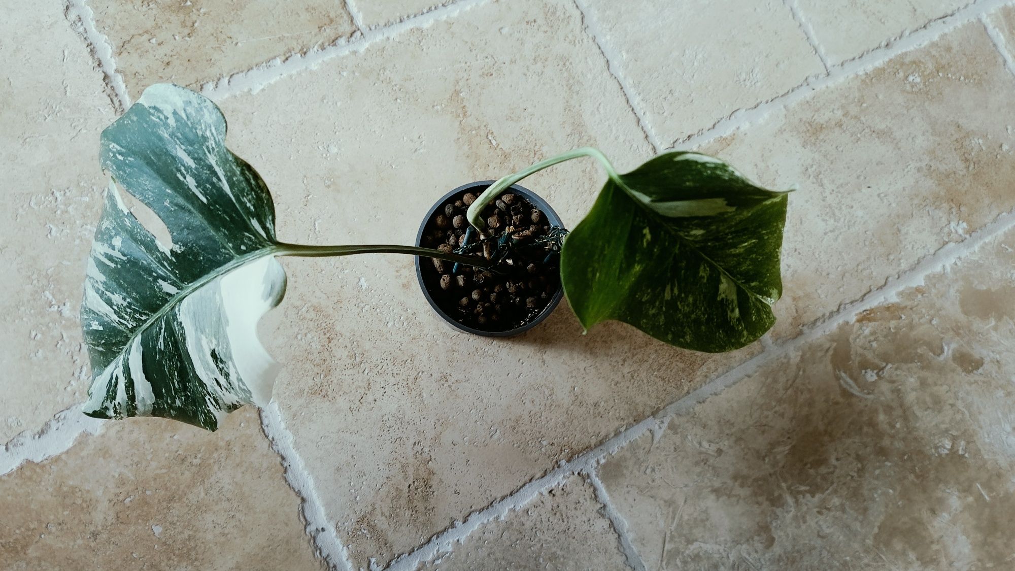 Monstera variegata 35cm