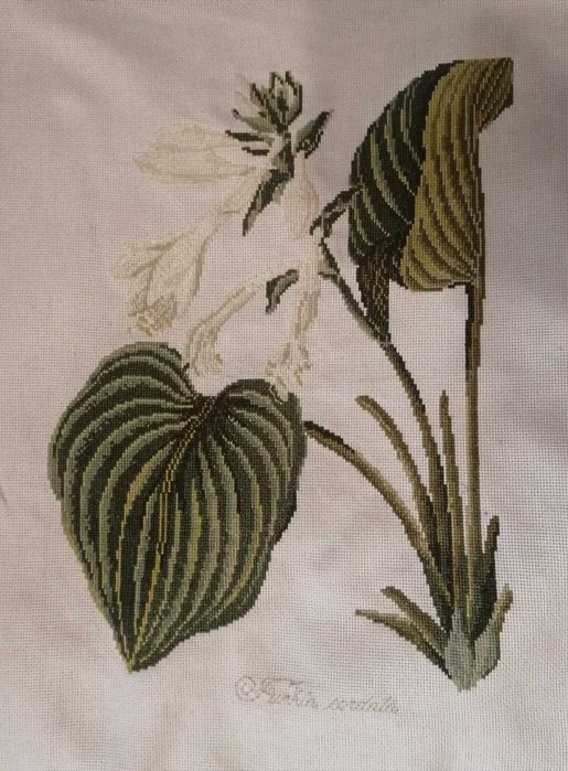 Вишивка "Хоста розквітла"