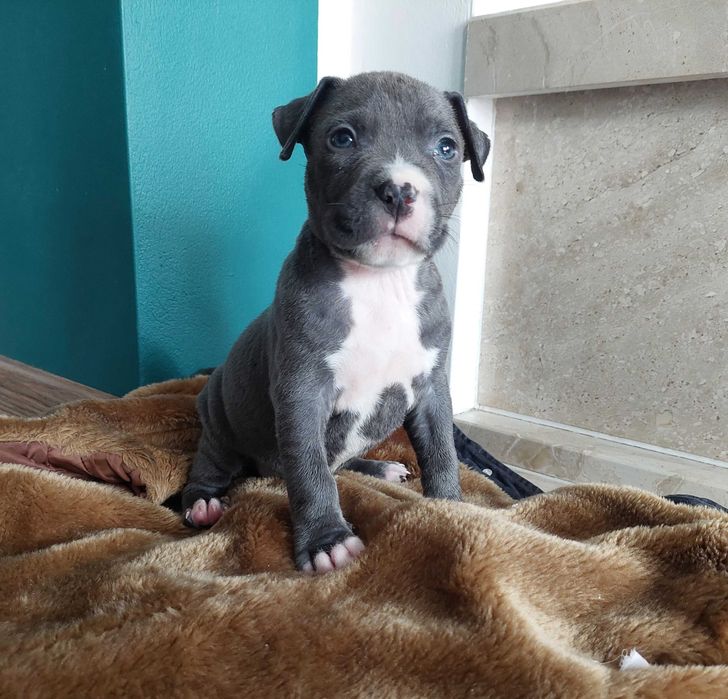 American Staffordshire Terrier Amstaff Blue szczeniak
