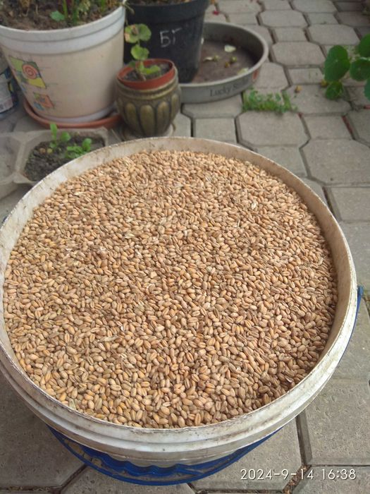 продаж зерна пшениці