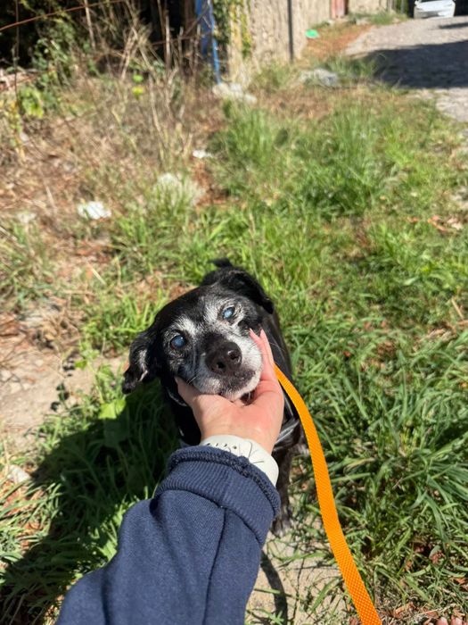 Macho sénior para adoção responsável
