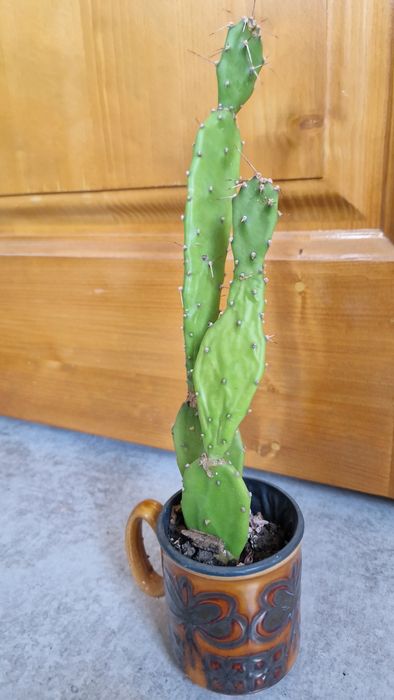 опунція доросла рослина