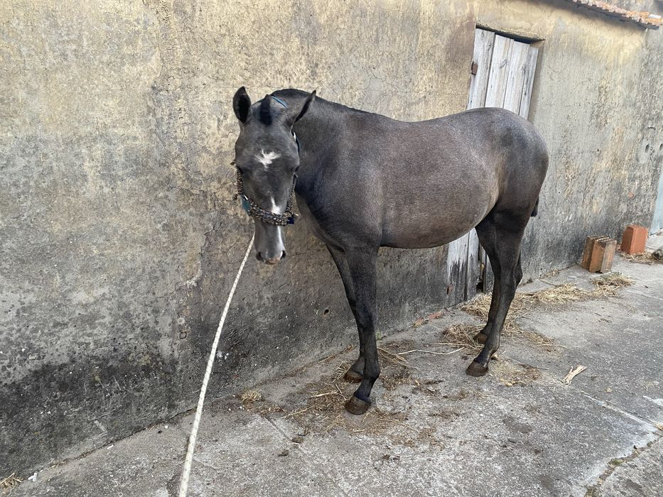 Psl poldra livro Azul