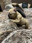 Bulldogue frances