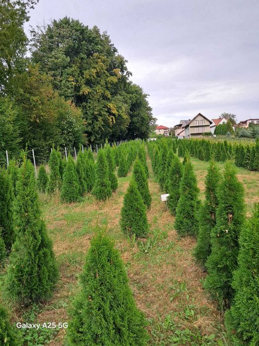 Thuja Tuja Szmaragd Smaragd