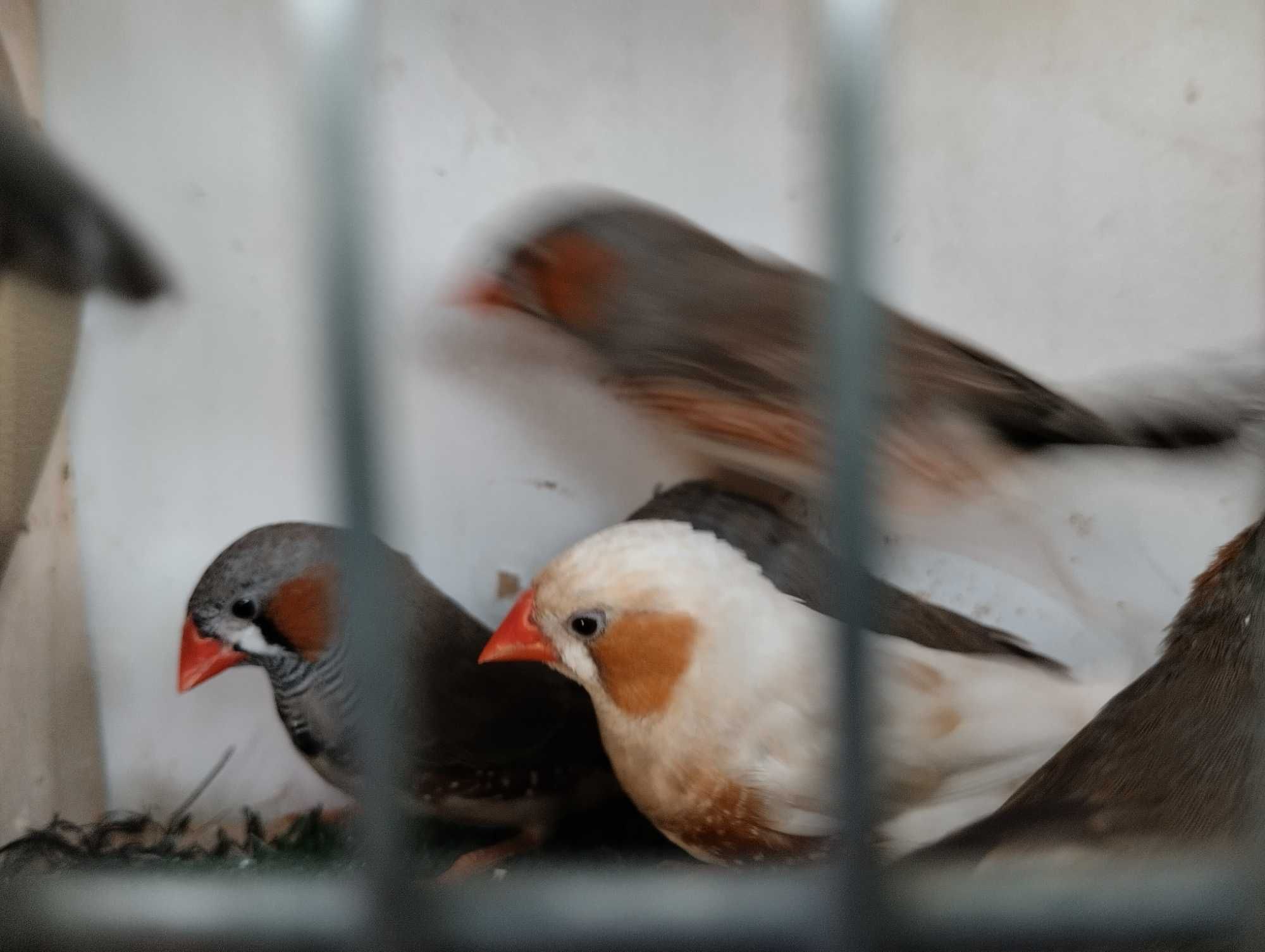 Sprzedam przepiękne zeberki