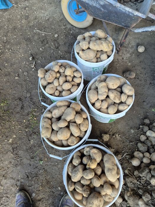 Ziemniaki Vineta bardzo ładne