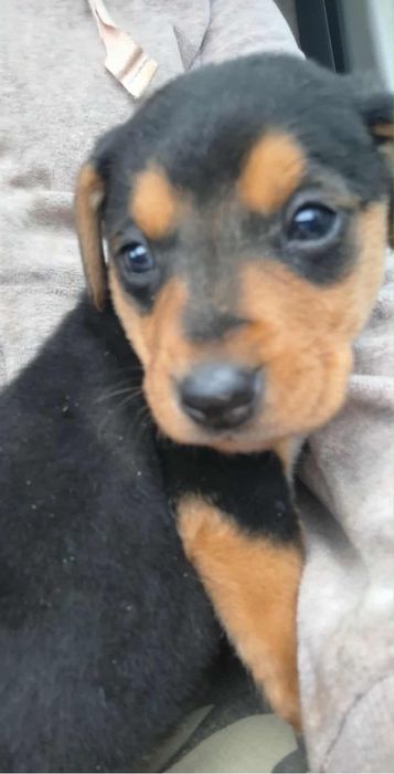 Do adopcji sunia bezdomna szczeniak
