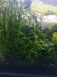 Planta aquatica - Valisneria