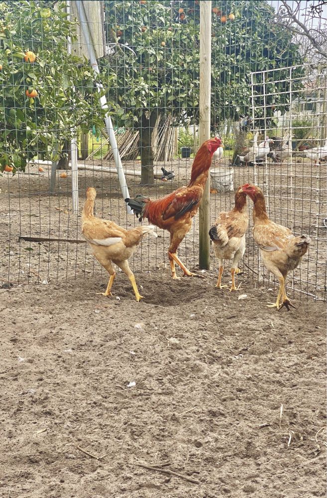 Ovos de indio gigante, gansa e aves disponiveis