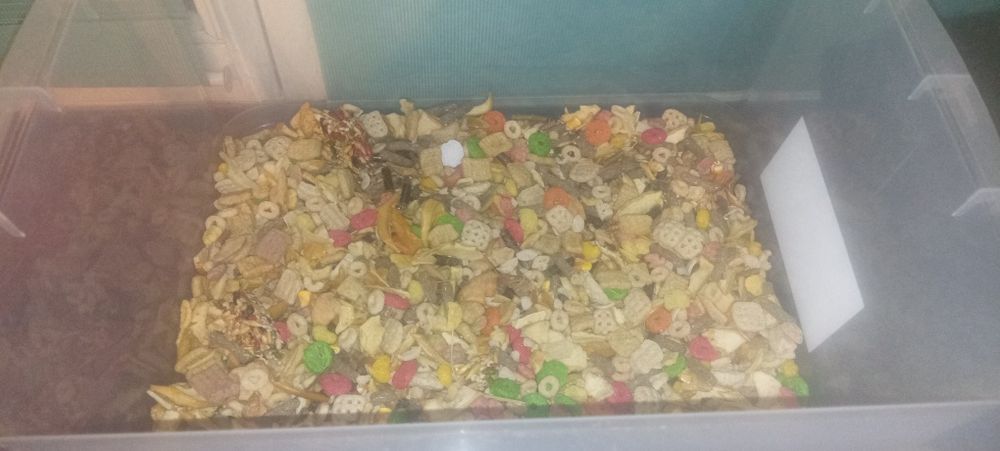 Żarcie dla królika ,świnki morskie