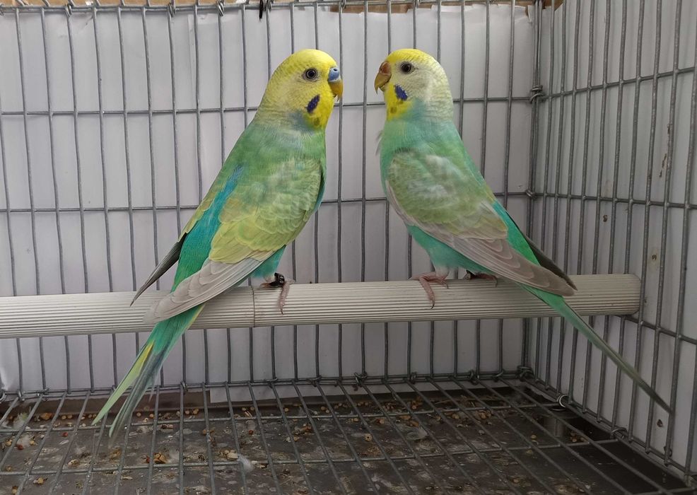 Periquitos arco-íris