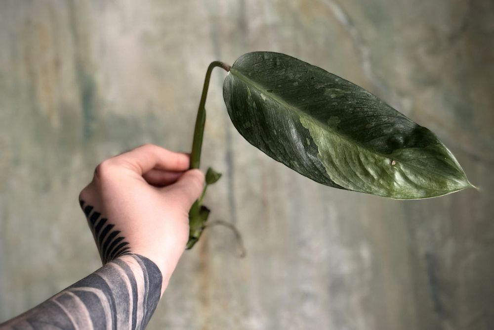 Philodendron domesticum Jose Buono - Filodendron variegata, pędówka