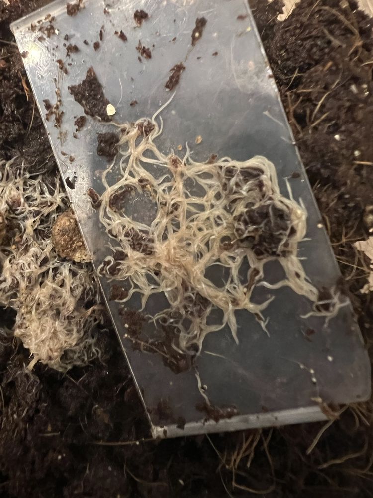 Alimento vivo peixes - grindal worms