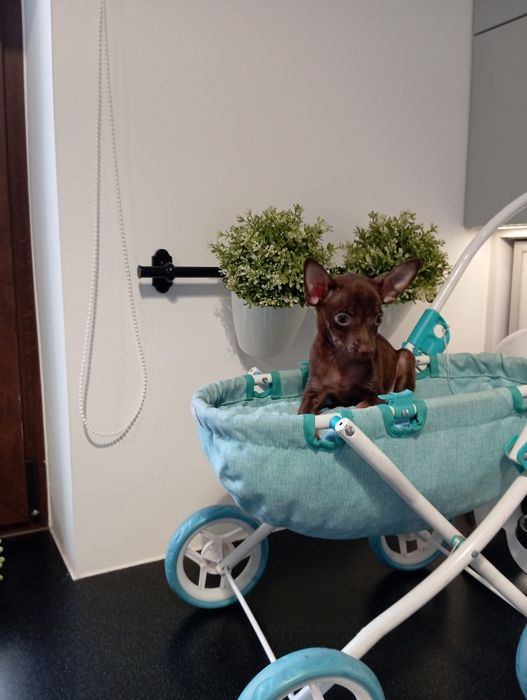 Pinczer miniaturka suczka