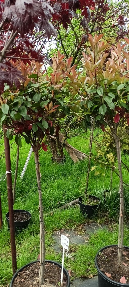 Głogownik Red Robin