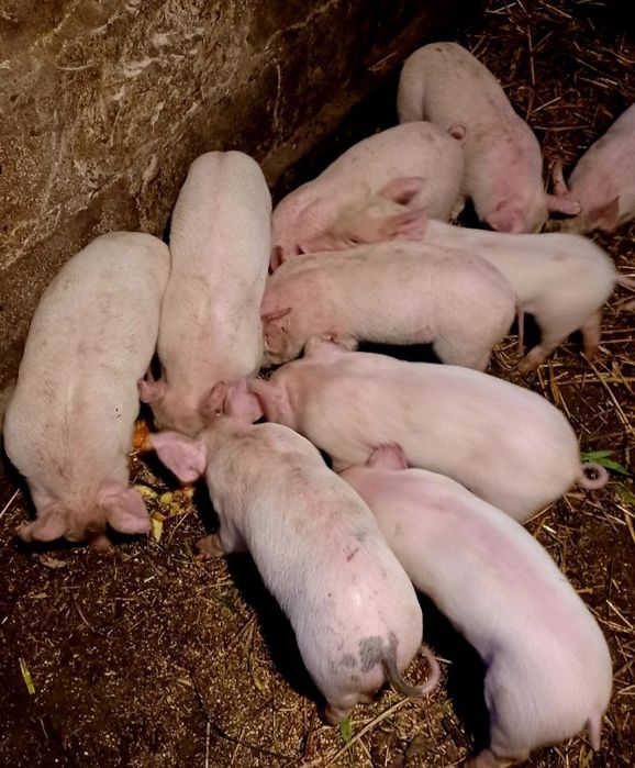 Продам Місячних Поросят!