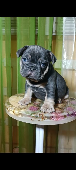 Мальчик французский бульдог